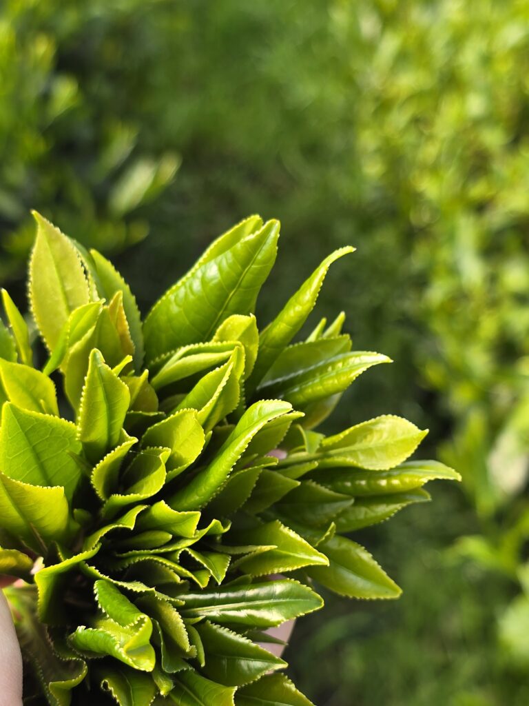 fresh spring tea leaves
