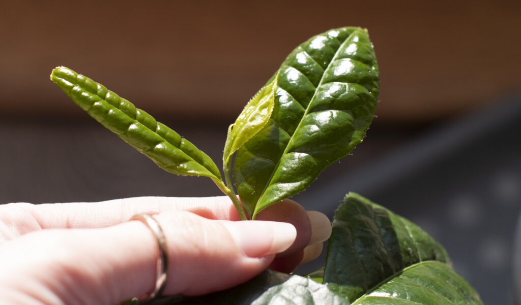 picking scottish tea leaves