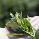 fresh tea leaves held in palm of hand