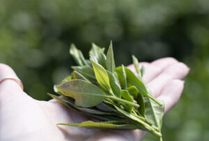 fresh tea leaves held in palm of hand